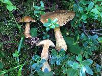 Suillus bovinus image