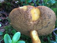 Suillus bovinus image