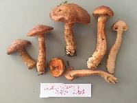 Suillus tridentinus image