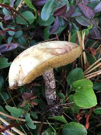 Suillus placidus image