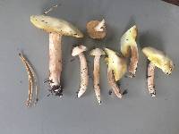 Suillus placidus image