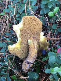 Suillus plorans image