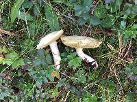 Suillus placidus image