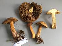 Suillus plorans image