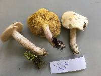 Suillus placidus image