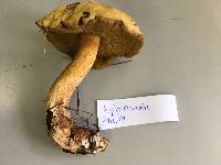 Suillus plorans image