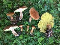 Suillus cavipes image