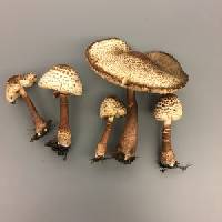 Leucoagaricus americanus image