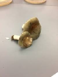 Russula aeruginea image