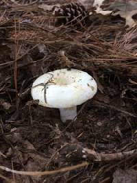 Lactarius tomentosomarginatus image