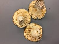 Lactarius tomentosomarginatus image