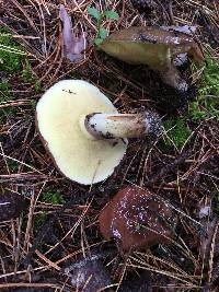 Suillus luteus image