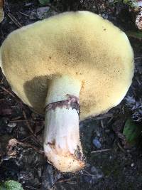 Suillus luteus image