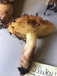 Suillus luteus image