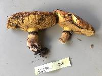 Suillus luteus image