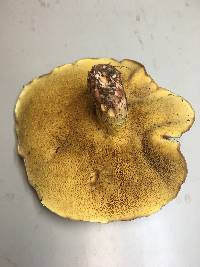 Suillus collinitus image