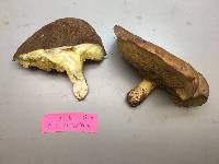 Suillus collinitus image