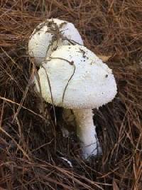 Amanita solitaria image