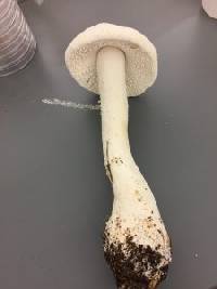 Amanita solitaria image