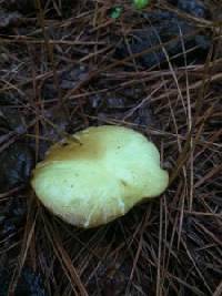 Suillus hirtellus image