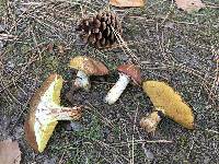 Suillus luteus image