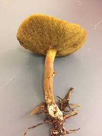 Suillus hirtellus image