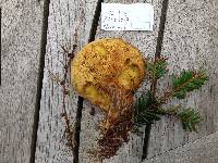 Suillus grevillei image