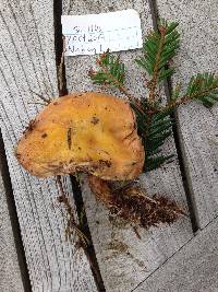 Suillus grevillei image