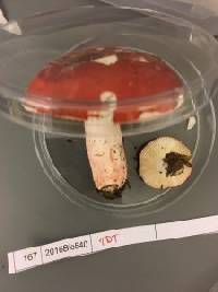 Russula pulchra image