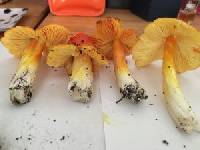 Hygrocybe aurantiosplendens image