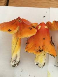 Hygrocybe aurantiosplendens image