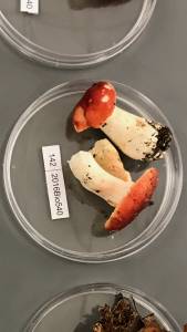 Russula aquosa image