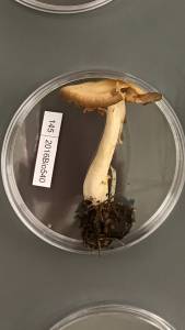 Entoloma flavifolium image