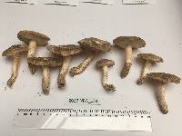 Tricholoma populinum image