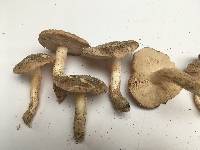 Tricholoma populinum image