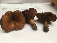 Paxillus involutus image