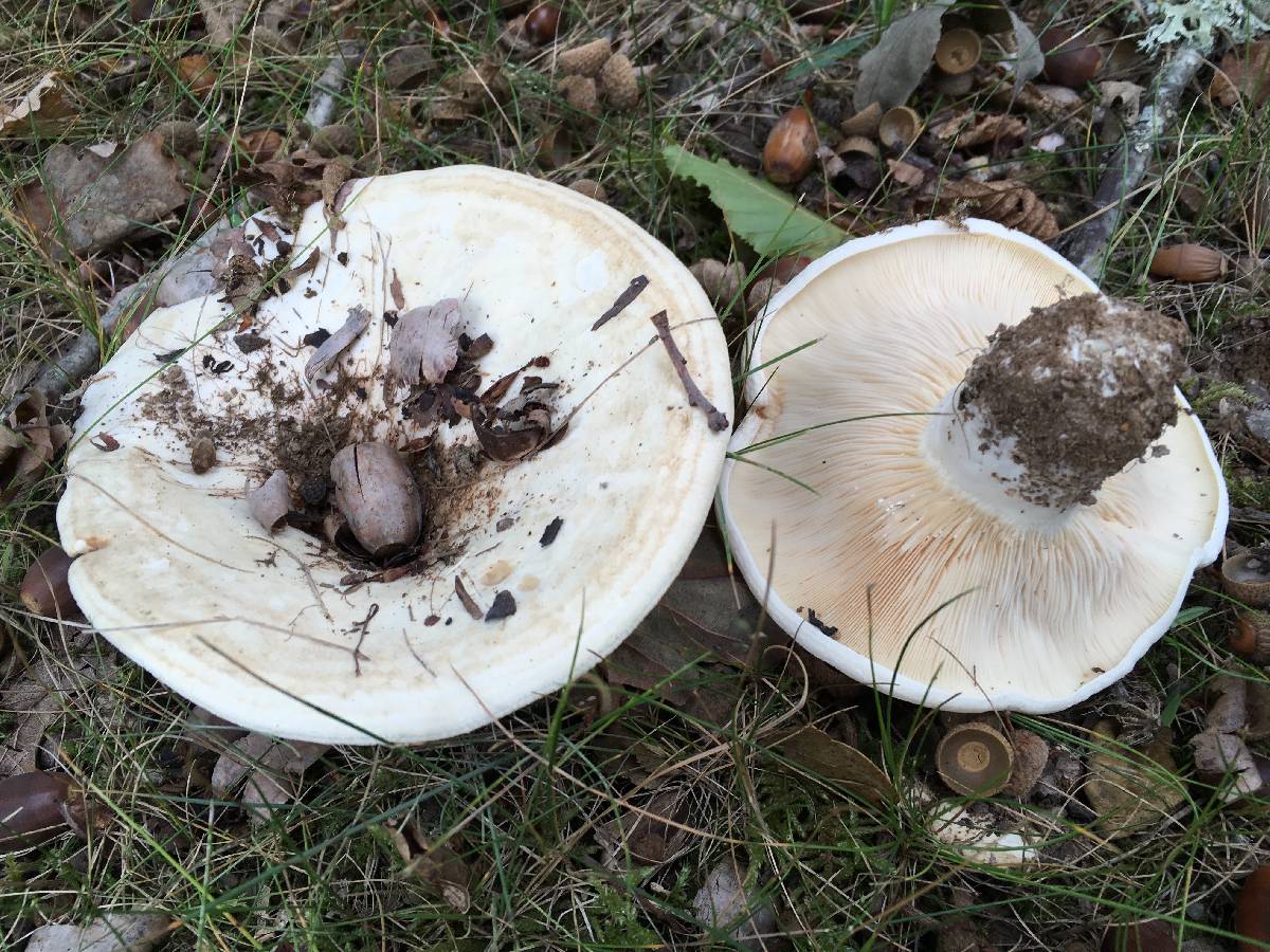 Lactarius populinus image