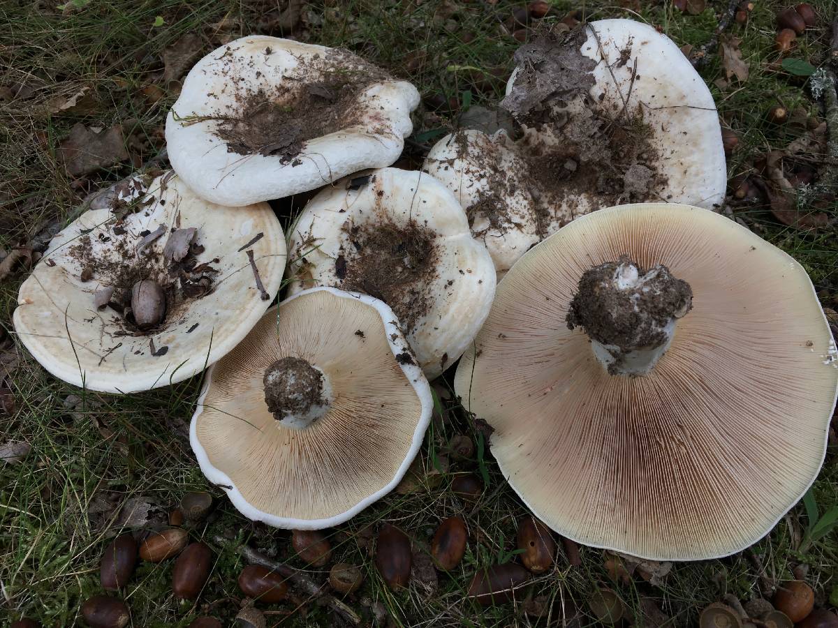 Lactarius populinus image