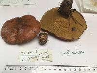 Suillus luteus image