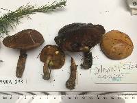 Suillus viscidus image