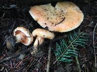 Lactarius salmonicolor image