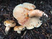 Lactarius salmonicolor image