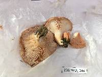 Lactarius torminosus image