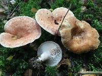 Lactarius torminosus image