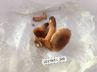 Lactarius rufus image