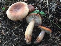 Lactarius rufus image