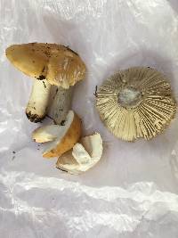 Russula ochracea image