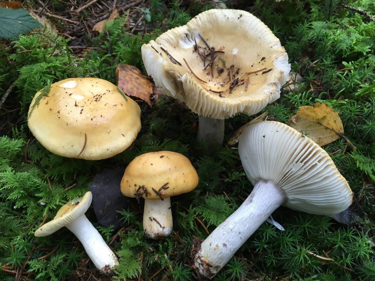 Russula ochracea image