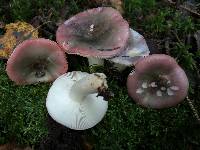 Russula fragilis image