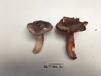 Russula violeipes image